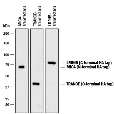 Anti-HA tag Rabbit mAb - ChIP Grade