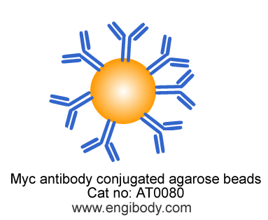 Anti-Myc tag Mouse mAb conjugated Agarose Beads