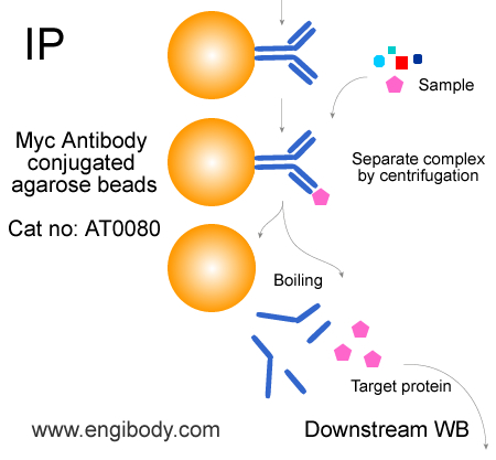 Anti-Myc tag Mouse mAb conjugated Agarose Beads