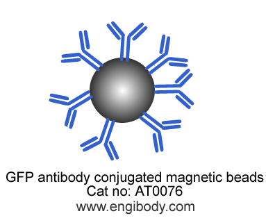 Anti-GFP tag Mouse mAb conjugated Magnetic Beads