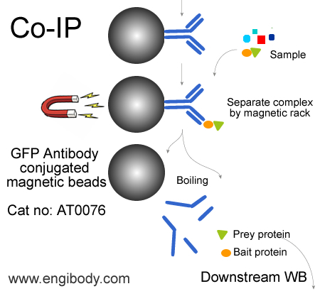 Anti-GFP tag Mouse mAb conjugated Magnetic Beads