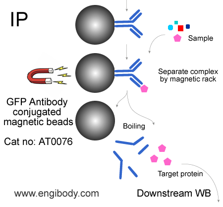 Anti-GFP tag Mouse mAb conjugated Magnetic Beads