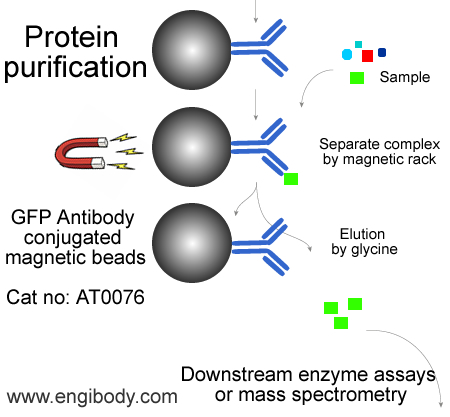 Anti-GFP tag Mouse mAb conjugated Magnetic Beads