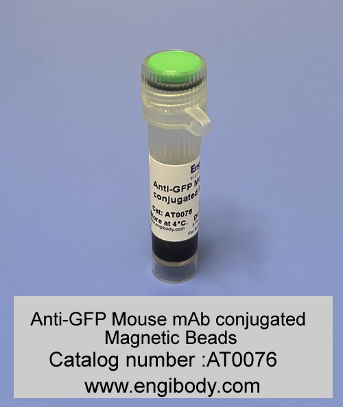 Anti-GFP tag Mouse mAb conjugated Magnetic Beads