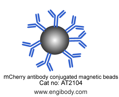 Anti-mCherry tag Mouse mAb conjugated Magnetic Beads