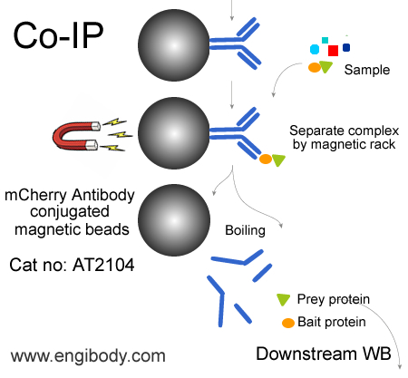 Anti-mCherry tag Mouse mAb conjugated Magnetic Beads