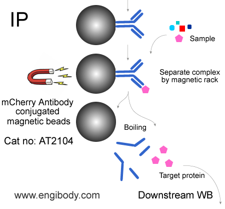 Anti-mCherry tag Mouse mAb conjugated Magnetic Beads