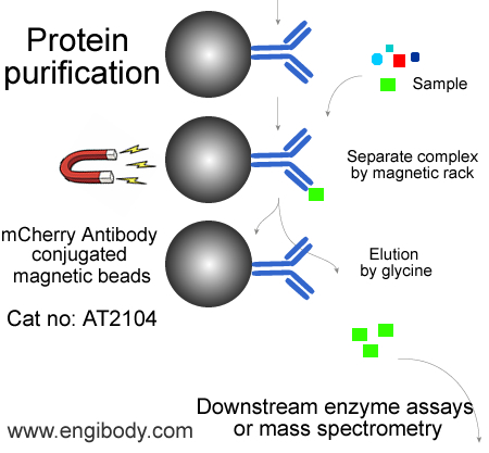 Anti-mCherry tag Mouse mAb conjugated Magnetic Beads