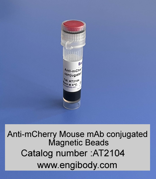 Anti-mCherry tag Mouse mAb conjugated Magnetic Beads