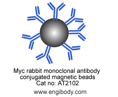 Anti-Myc tag Rabbit mAb conjugated Magnetic Beads