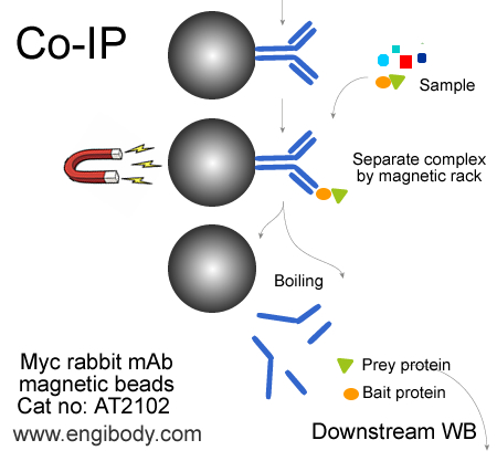 Anti-Myc tag Rabbit mAb conjugated Magnetic Beads