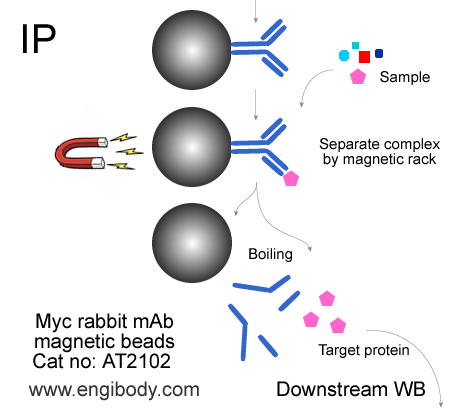 Anti-Myc tag Rabbit mAb conjugated Magnetic Beads