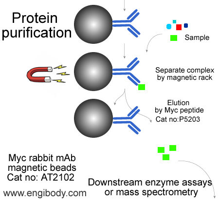 Anti-Myc tag Rabbit mAb conjugated Magnetic Beads