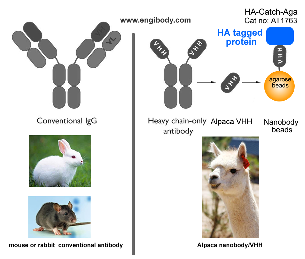 HA-Catch-Aga Anti-HA tag nanobody Conjugated Agarose Beads