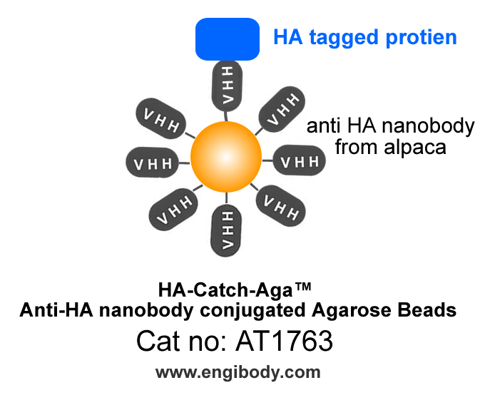 HA-Catch-Aga Anti-HA tag nanobody Conjugated Agarose Beads