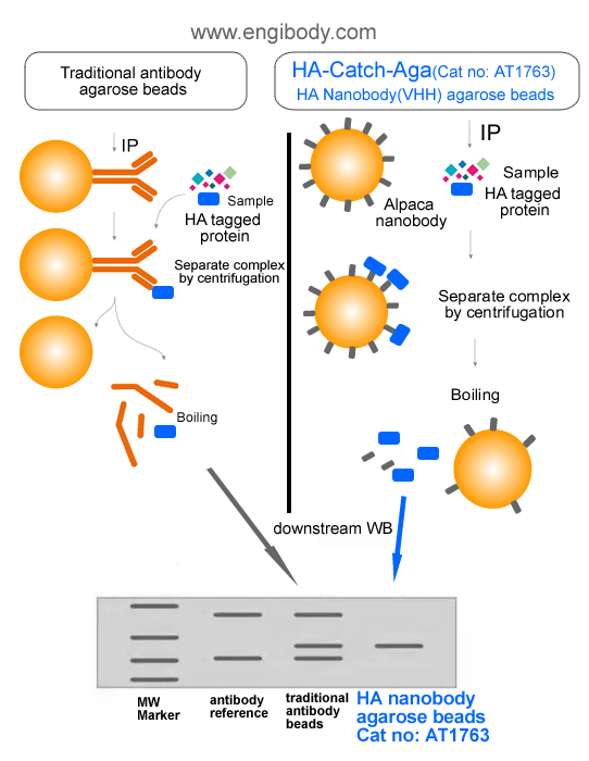 HA-Catch-Aga Anti-HA tag nanobody Conjugated Agarose Beads