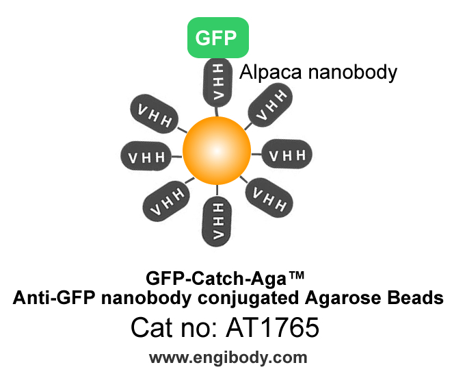 Anti-GFP tag nanobody conjugated agarose Beads