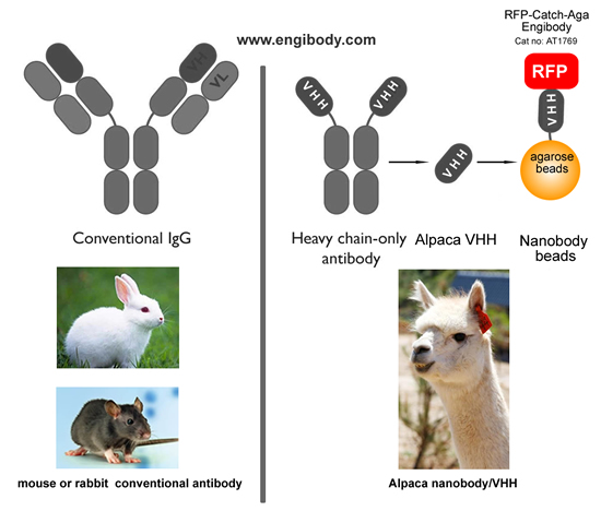 AT1769- Anti RFP nanobody (Alpaca VHH) beads Advantage