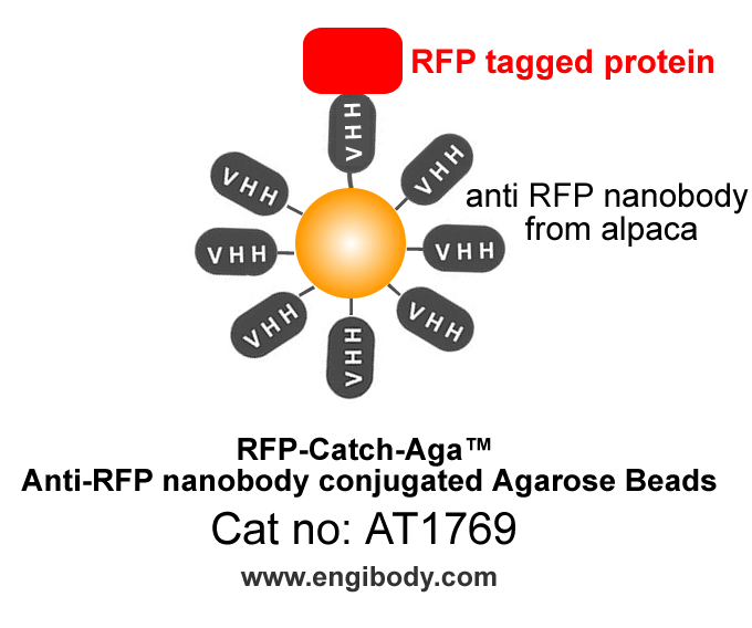 RFP-Catch-Aga Anti-RFP tag nanobody conjugated Agarose Beads