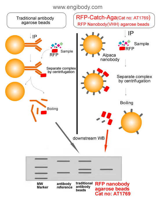 benefits (no interfering of traditional antibody heavy and light chains)