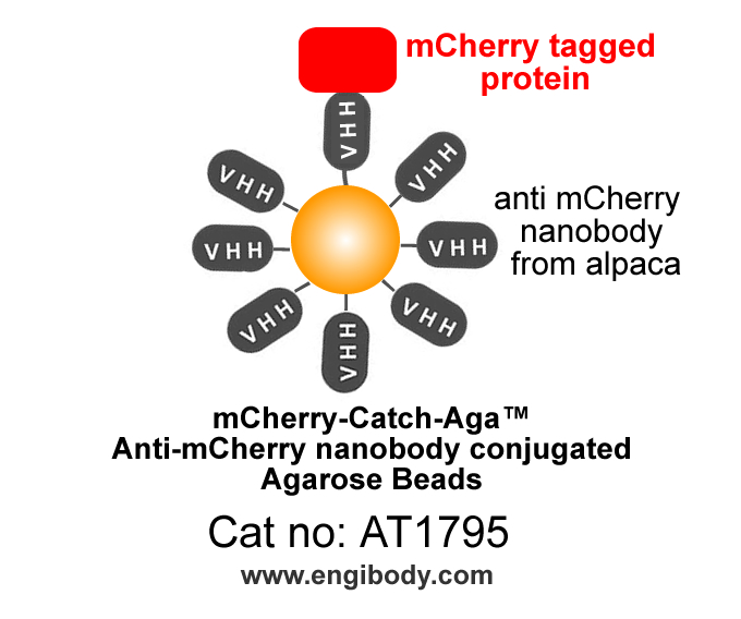 mCherry-Catch-Aga Anti-mCherry tag nanobody conjugated Agarose Beads