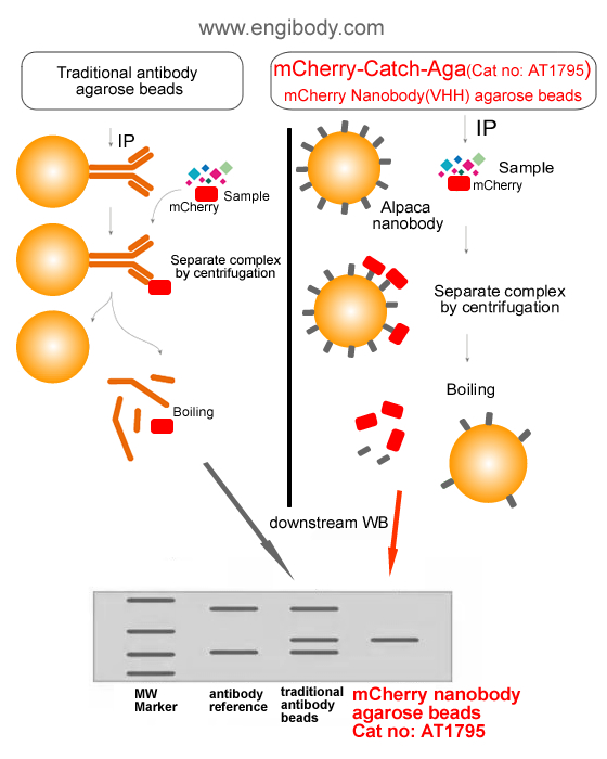 benefits (no interfering of traditional antibody heavy and light chains)