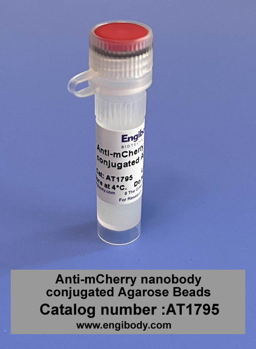 mCherry-Catch-Aga™ Anti-mCherry nanobody conjugated Agarose Beads