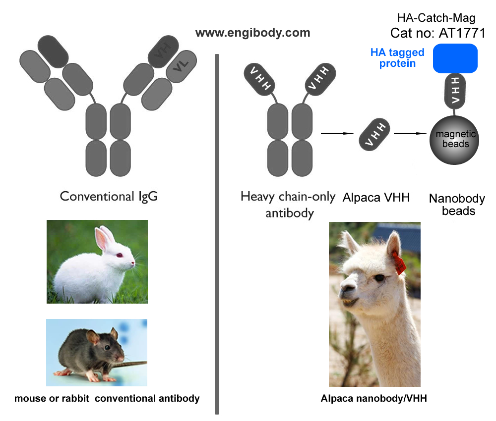 HA-Catch-Mag Anti-HA tag nanobody conjugated Magnetic Beads