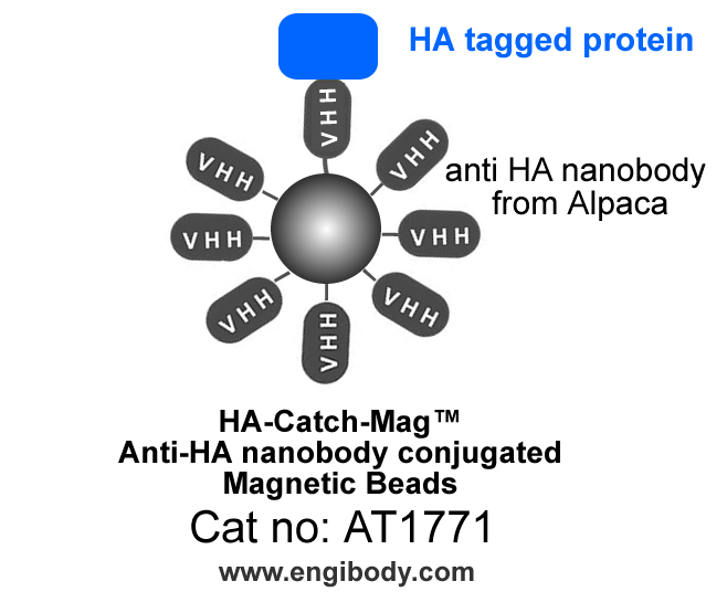 HA-Catch-Mag Anti-HA tag nanobody conjugated Magnetic Beads