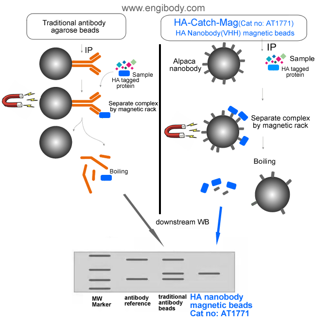 HA-Catch-Mag Anti-HA tag nanobody conjugated Magnetic Beads