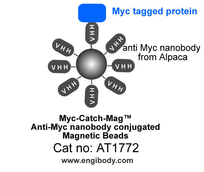 Myc-Catch-Mag Anti-Myc tag nanobody conjugated Magnetic Beads