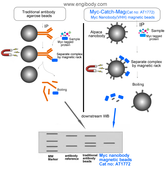 Myc-Catch-Mag Anti-Myc tag nanobody conjugated Magnetic Beads