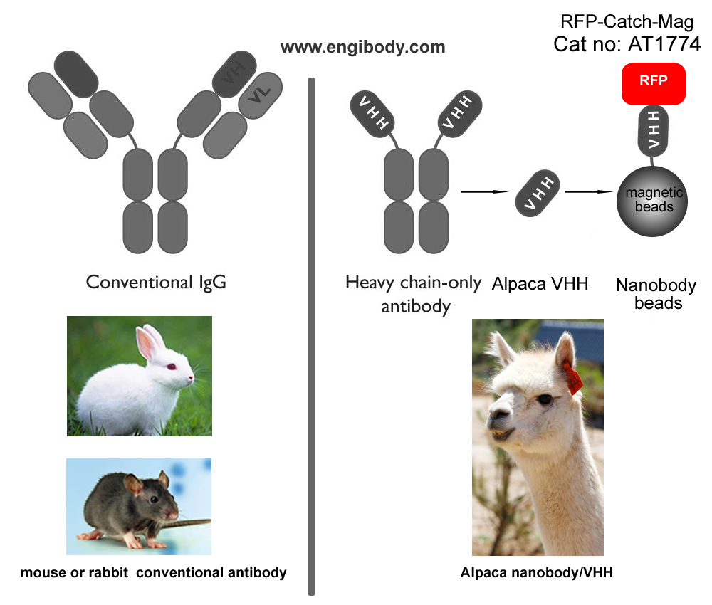 RFP-Catch-Mag™ Anti-RFP tag nanobody conjugated Magnetic Beads