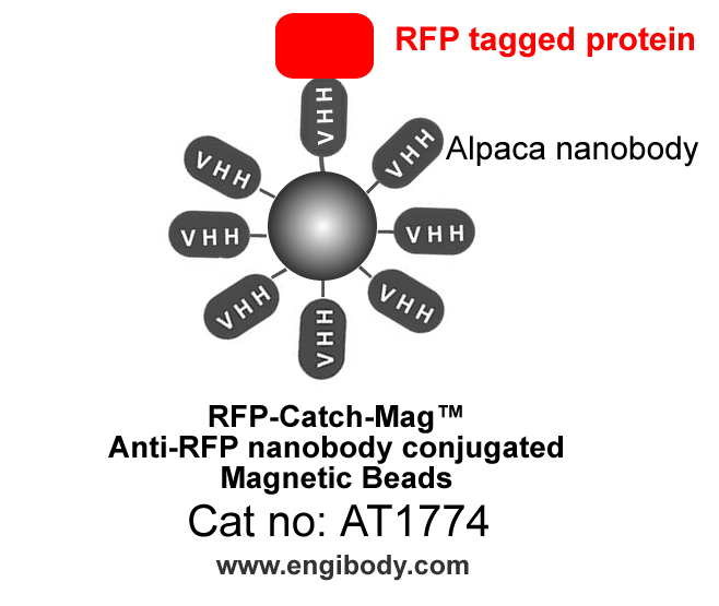 RFP-Catch-Mag™ Anti-RFP tag nanobody conjugated Magnetic Beads