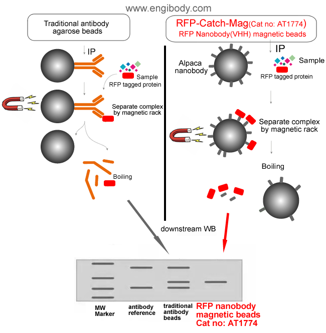 RFP-Catch-Mag™ Anti-RFP tag nanobody conjugated Magnetic Beads