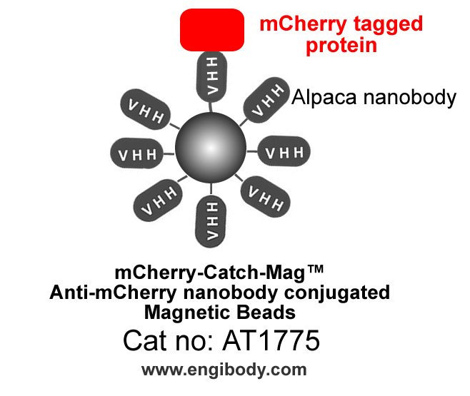 mCherry-Catch-Mag™ Anti-mCherry tag nanobody conjugated Magnetic Beads