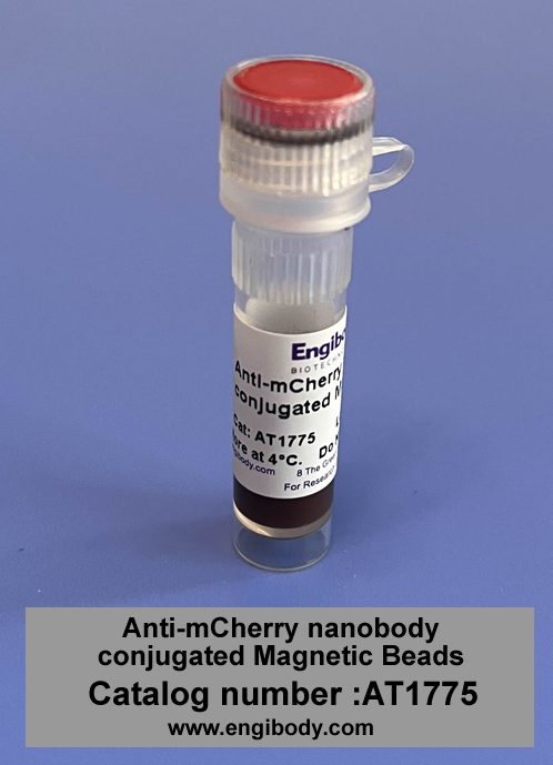 mCherry-Catch-Mag™ Anti-mCherry tag nanobody conjugated Magnetic Beads