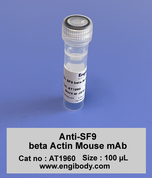 Anti-SF9 beta Actin Mouse mAb