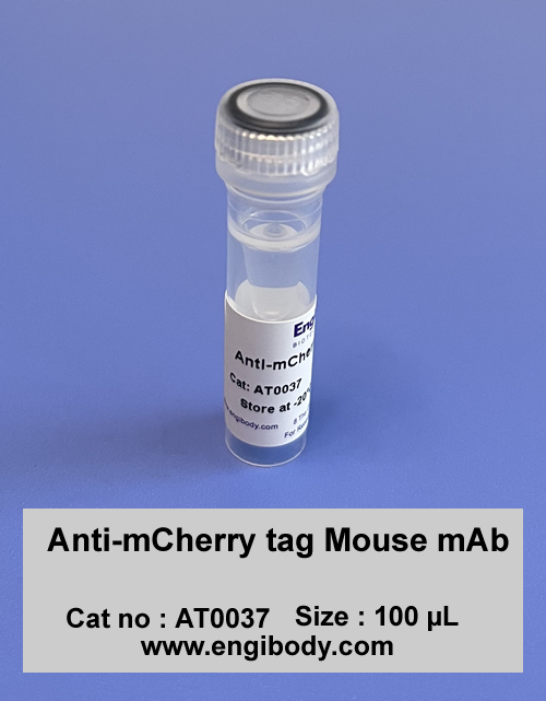 Anti-mCherry tag Mouse mAb