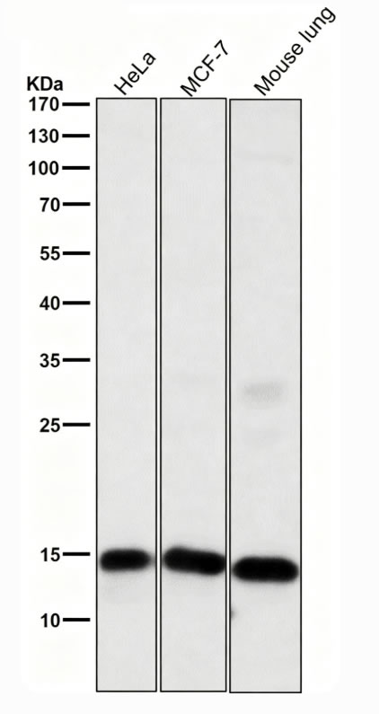 histone h3