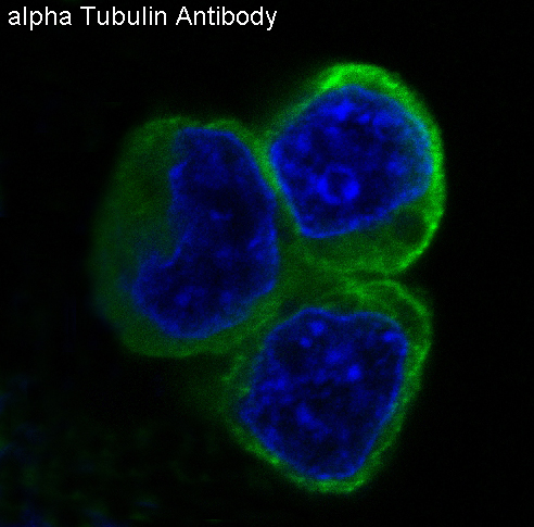 Anti- alpha Tubulin antibody images: ICC