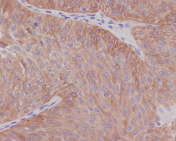 Anti- alpha Tubulin antibody images: IHC