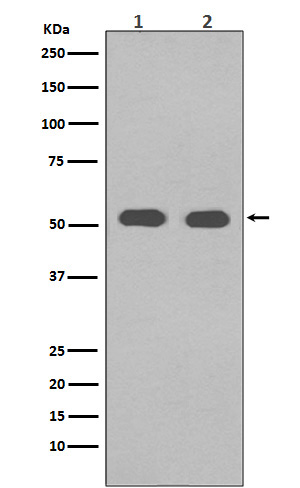 Anti- alpha Tubulin Rabbit mAb