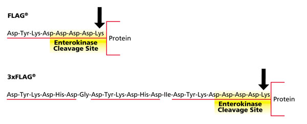 CleaTag™ Bovine Enterokinase