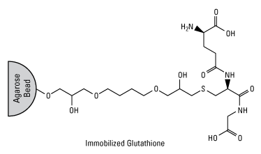 GST tagged Protein Purification Kit