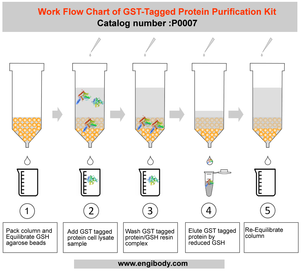 GST tagged Protein Purification Kit