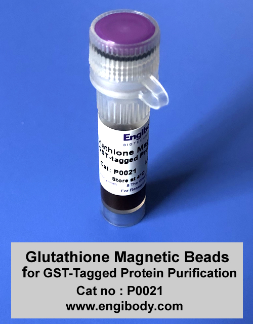 Glutathione Magnetic Beads for GST-Tagged Protein Purification