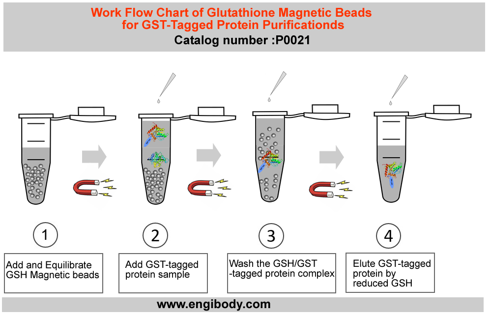 Glutathione Magnetic Beads for GST-Tagged Protein Purification