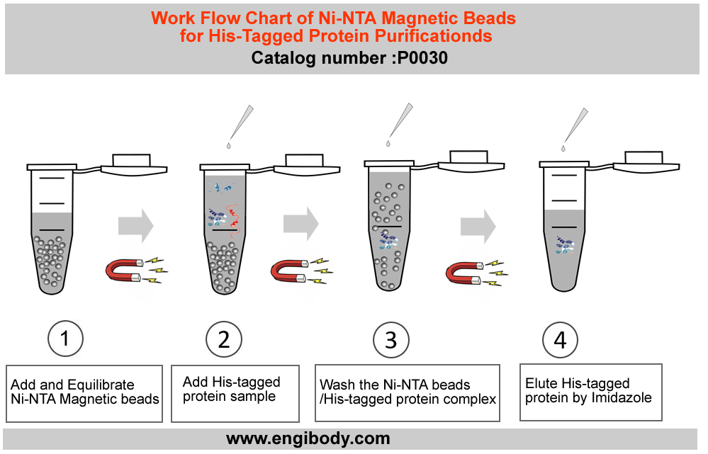 Ni-NTA Magnetic Beads for His-tagged Protein Purification