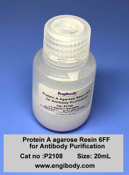 Protein A agarose Resin 6FF for Antibody Purification